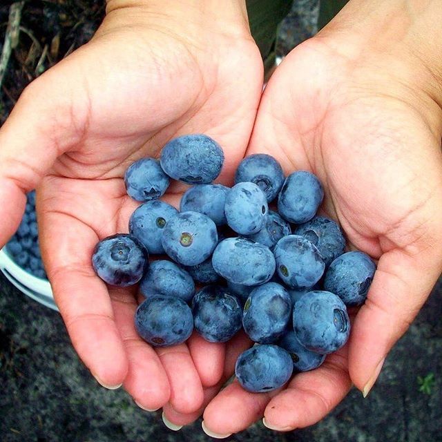 Blueberry 'Chandler'