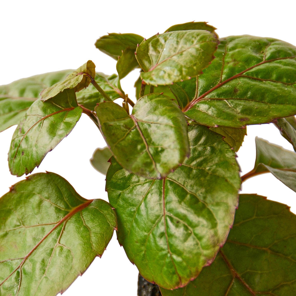Aralia Fabian Stump 'Polyscias Scutellaria' - House Plant Shop