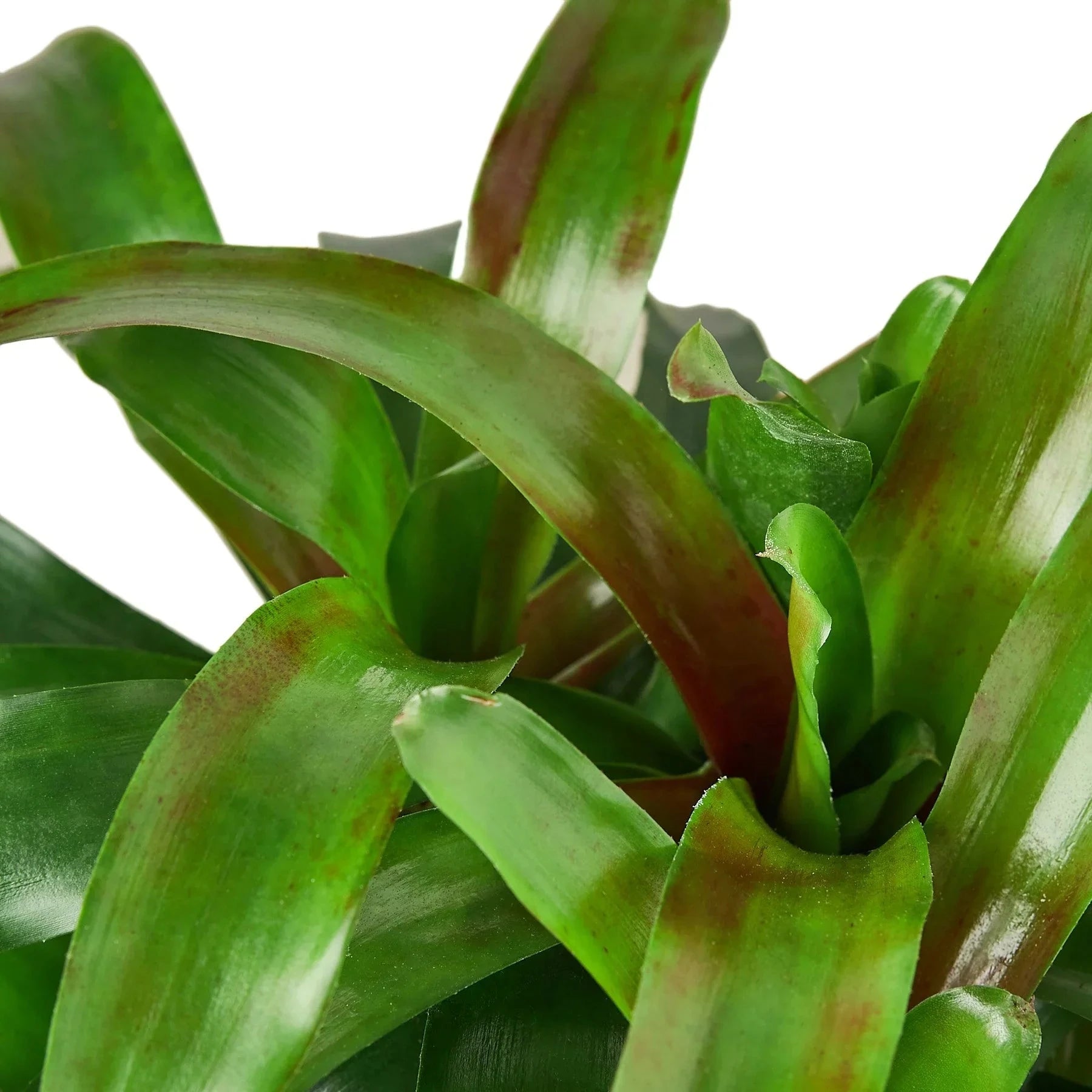 House Plant Shop Bromeliad Fireball - Thumbnail 2