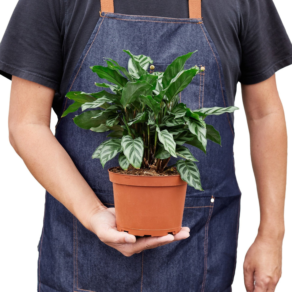 Calathea Concinna 'Freddie' - House Plant Shop