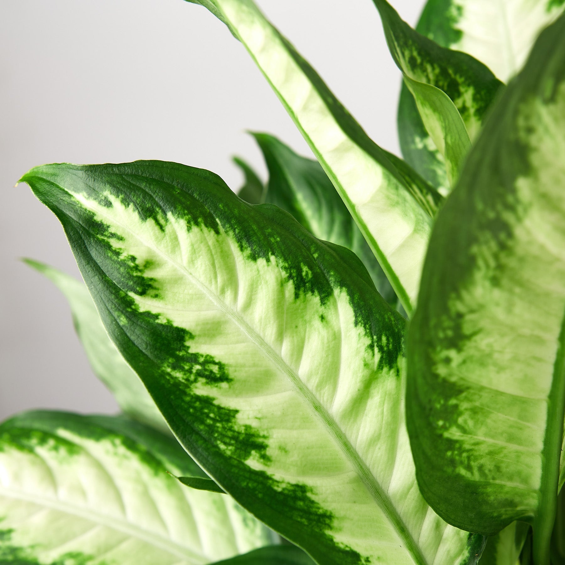 Dieffenbachia Camille 'Dumb Cane' - House Plant Shop