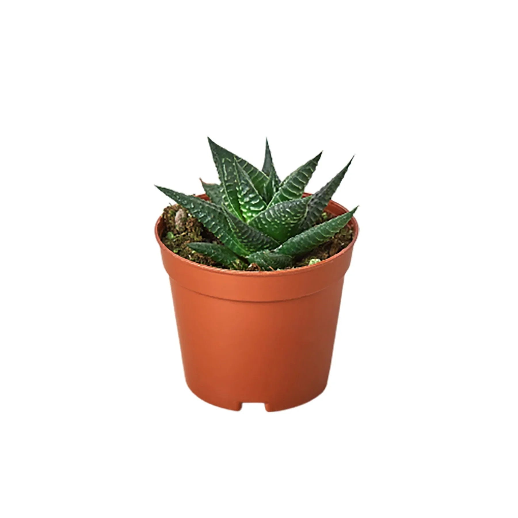 Fairy Washboard Haworthia - House Plant Shop