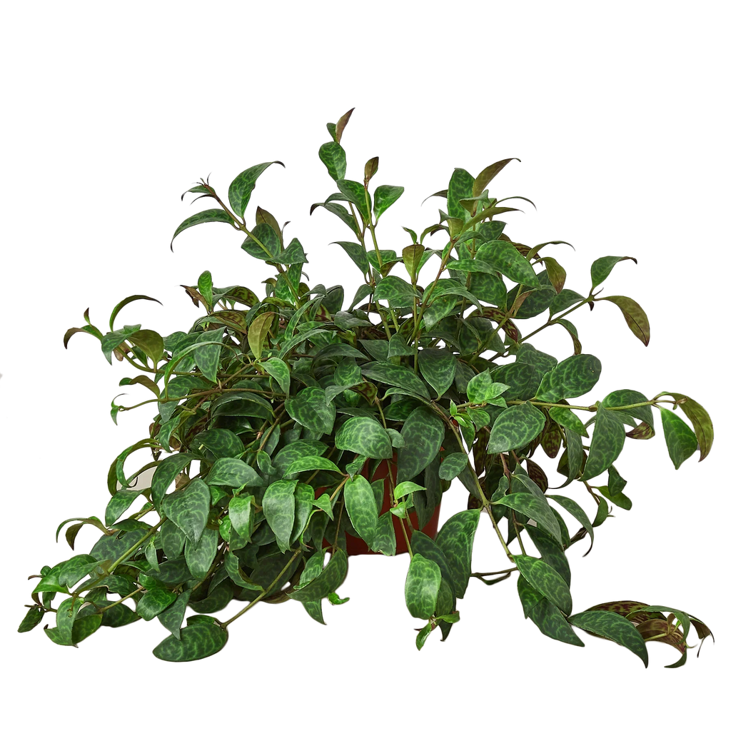 Lipstick Plant - House Plant Shop