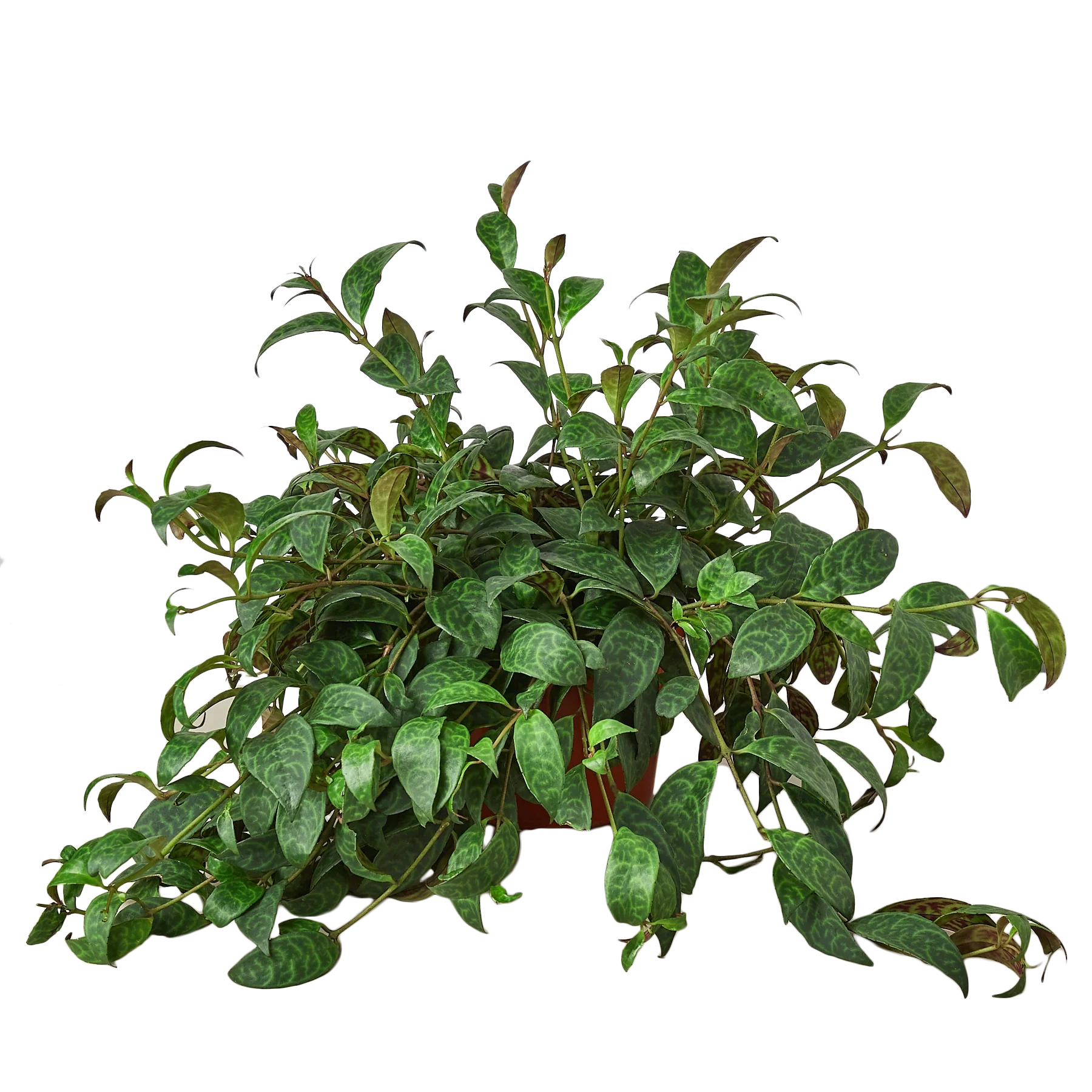 Lipstick Plant - House Plant Shop
