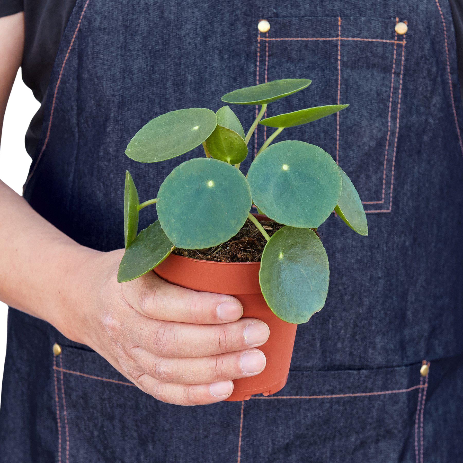 Pilea Peperomioides 'Chinese Money'