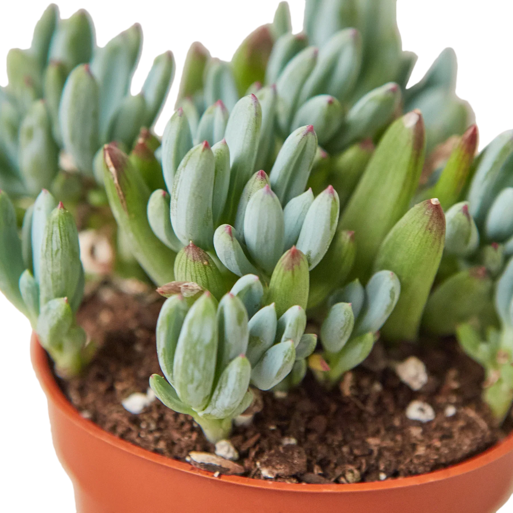 Blue Chalk Stick - House Plant Shop