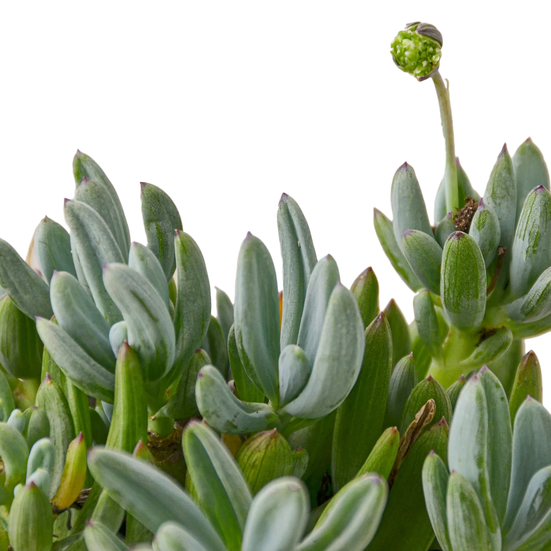 Blue Chalk Stick - House Plant Shop