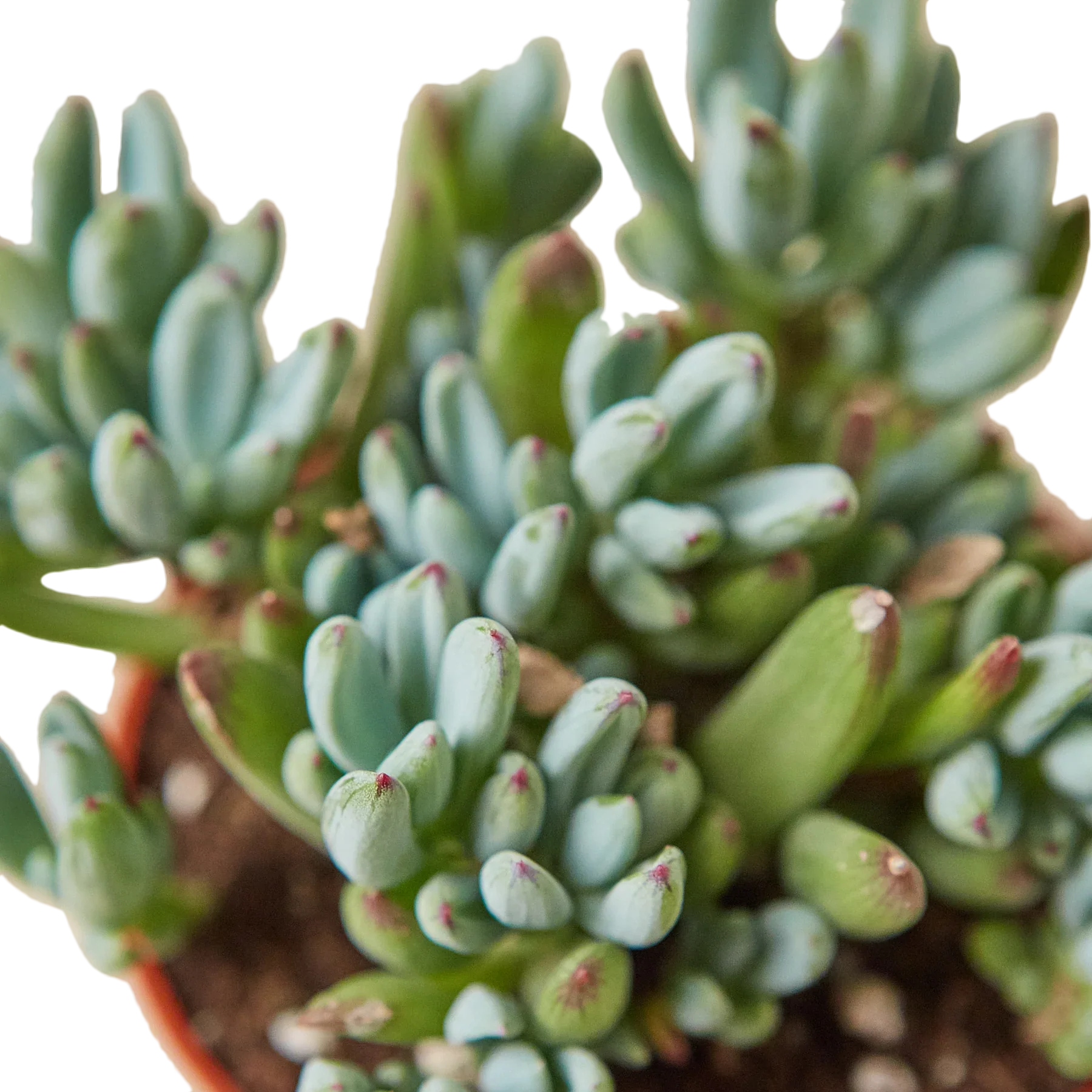 Blue Chalk Stick - House Plant Shop