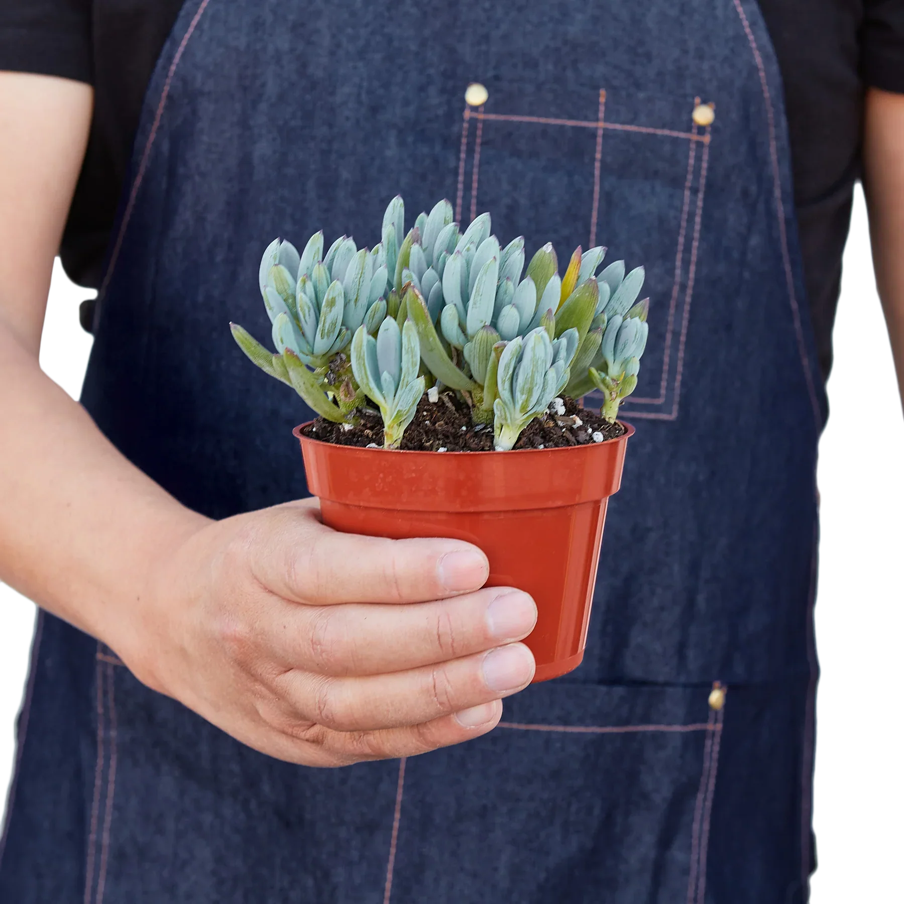 Blue Chalk Stick - House Plant Shop