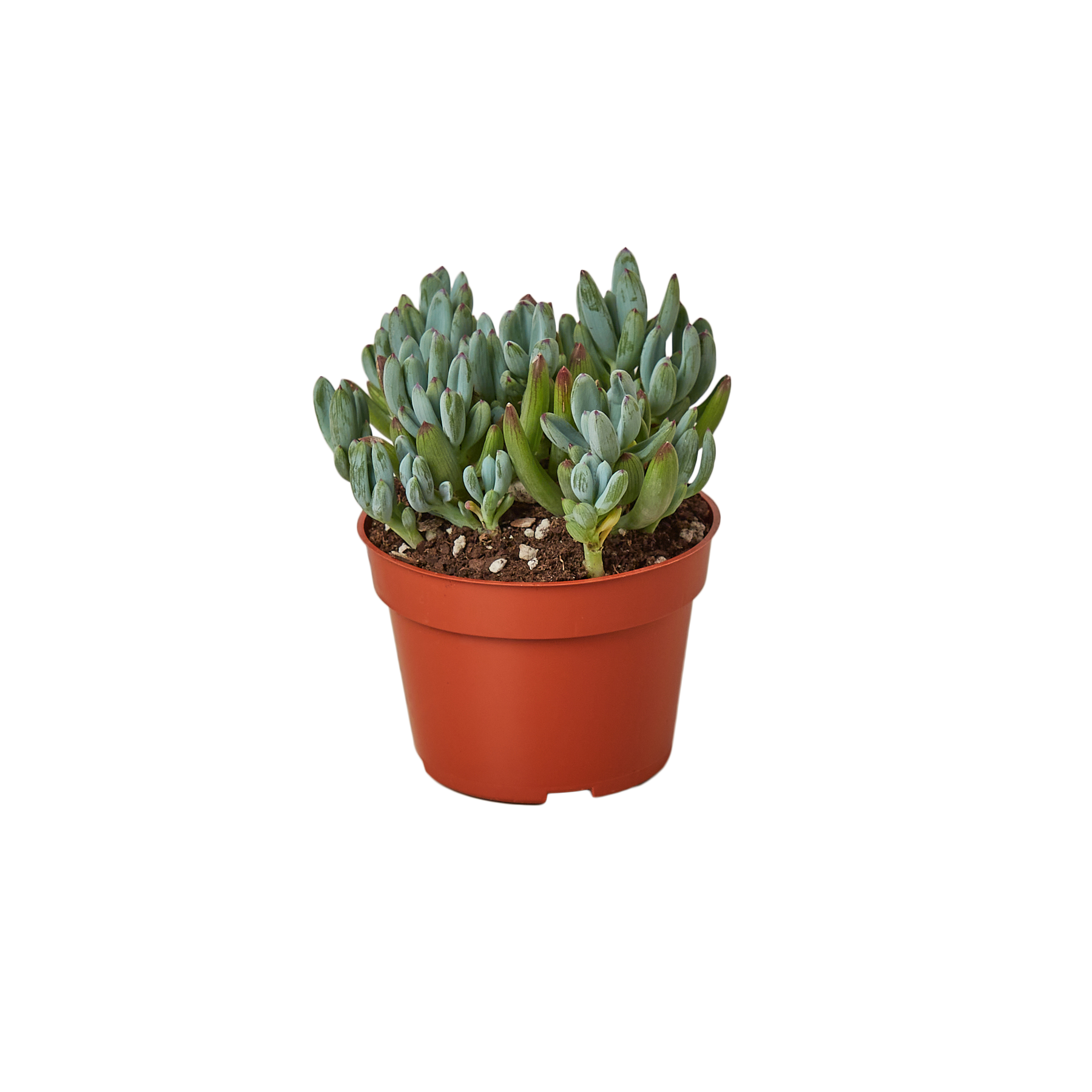 Blue Chalk Stick - House Plant Shop