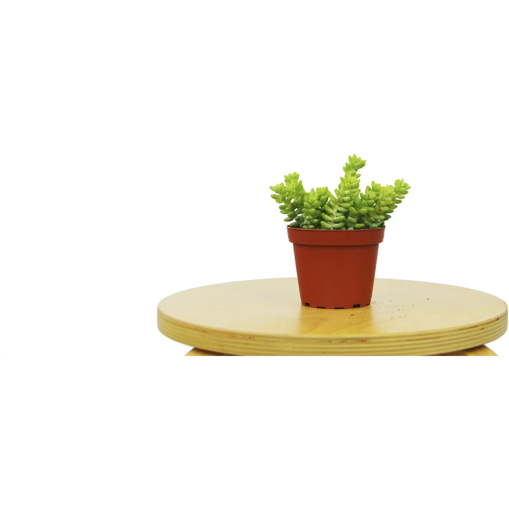 Sedum 'White Stone Crop' Succulent - House Plant Shop