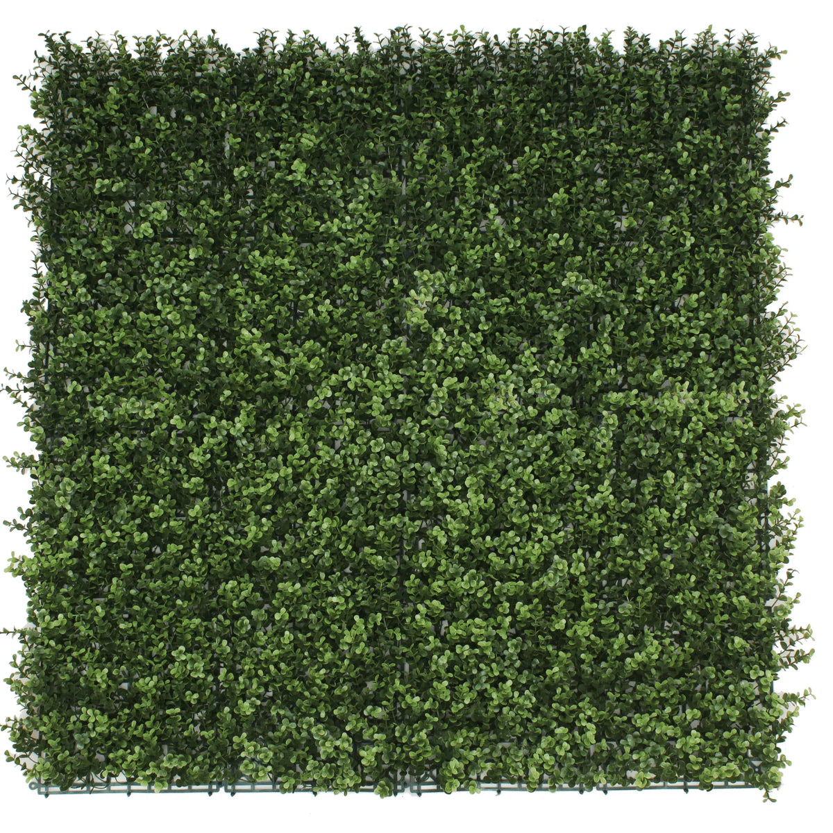 Sample Panel – Natural Boxwood Green Wall (Small Sample)