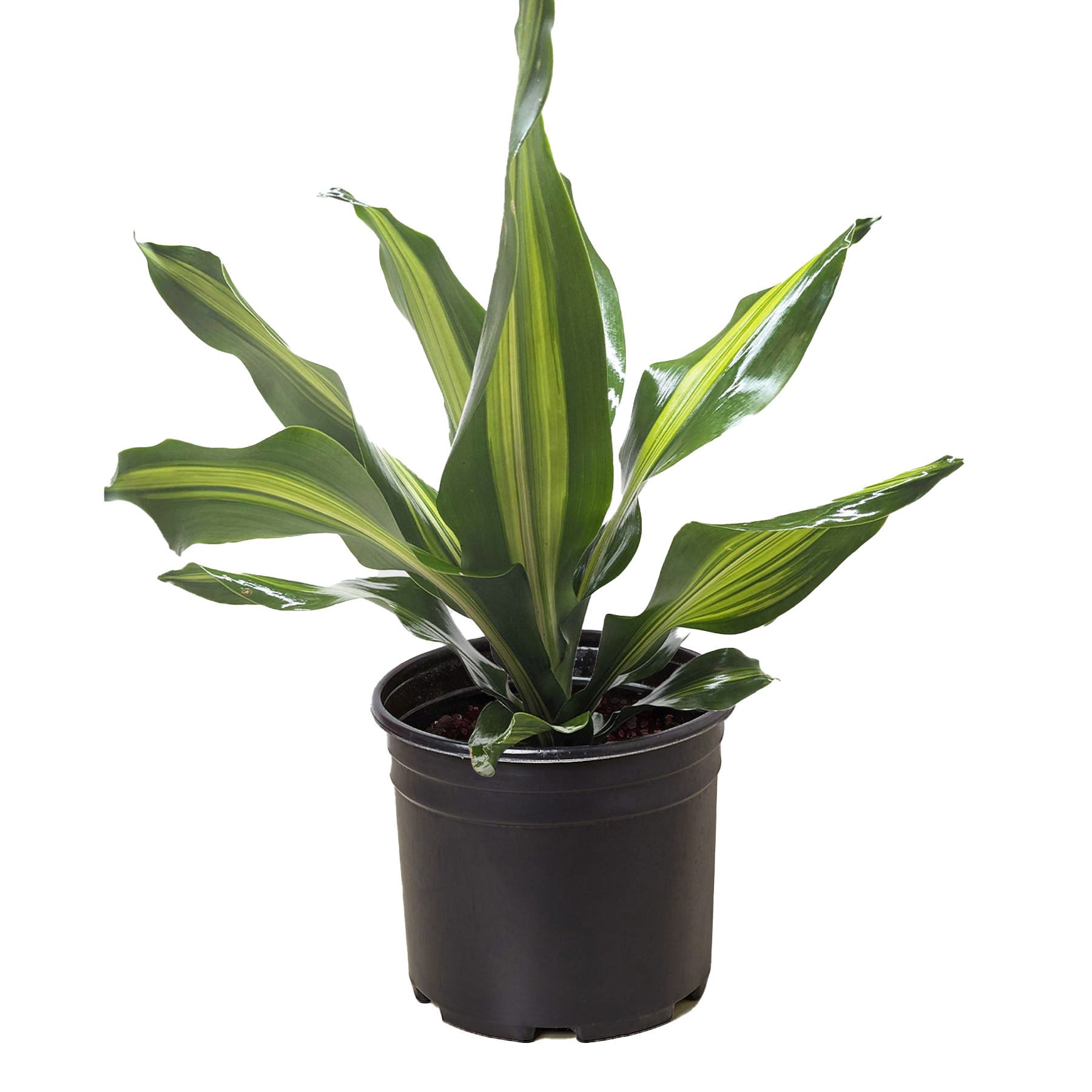 Dracaena Golden Heart - House Plant Shop