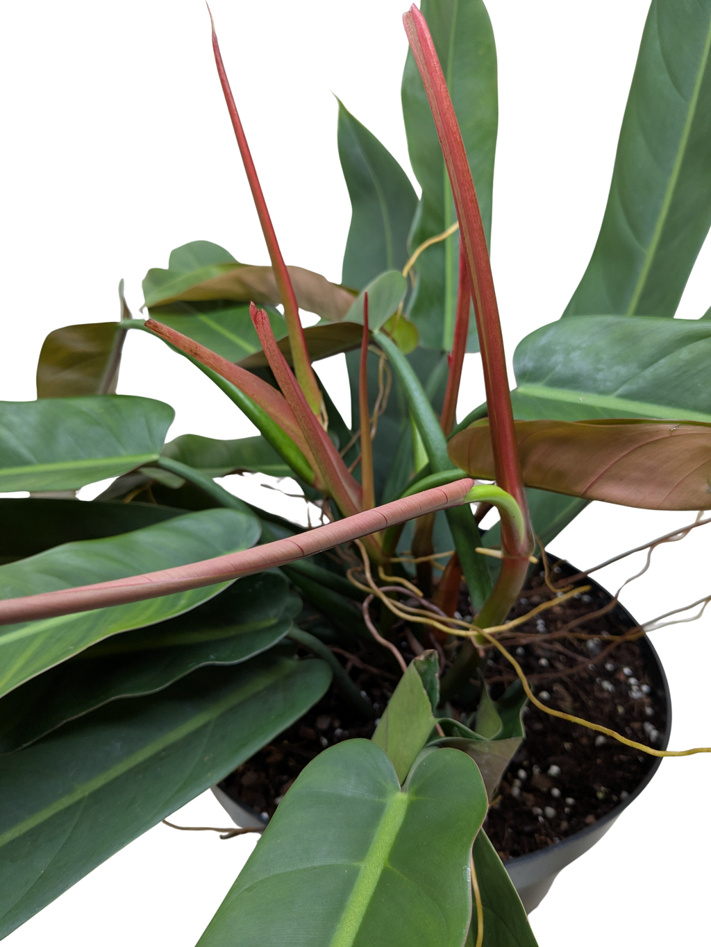 Philodendron Bicolor