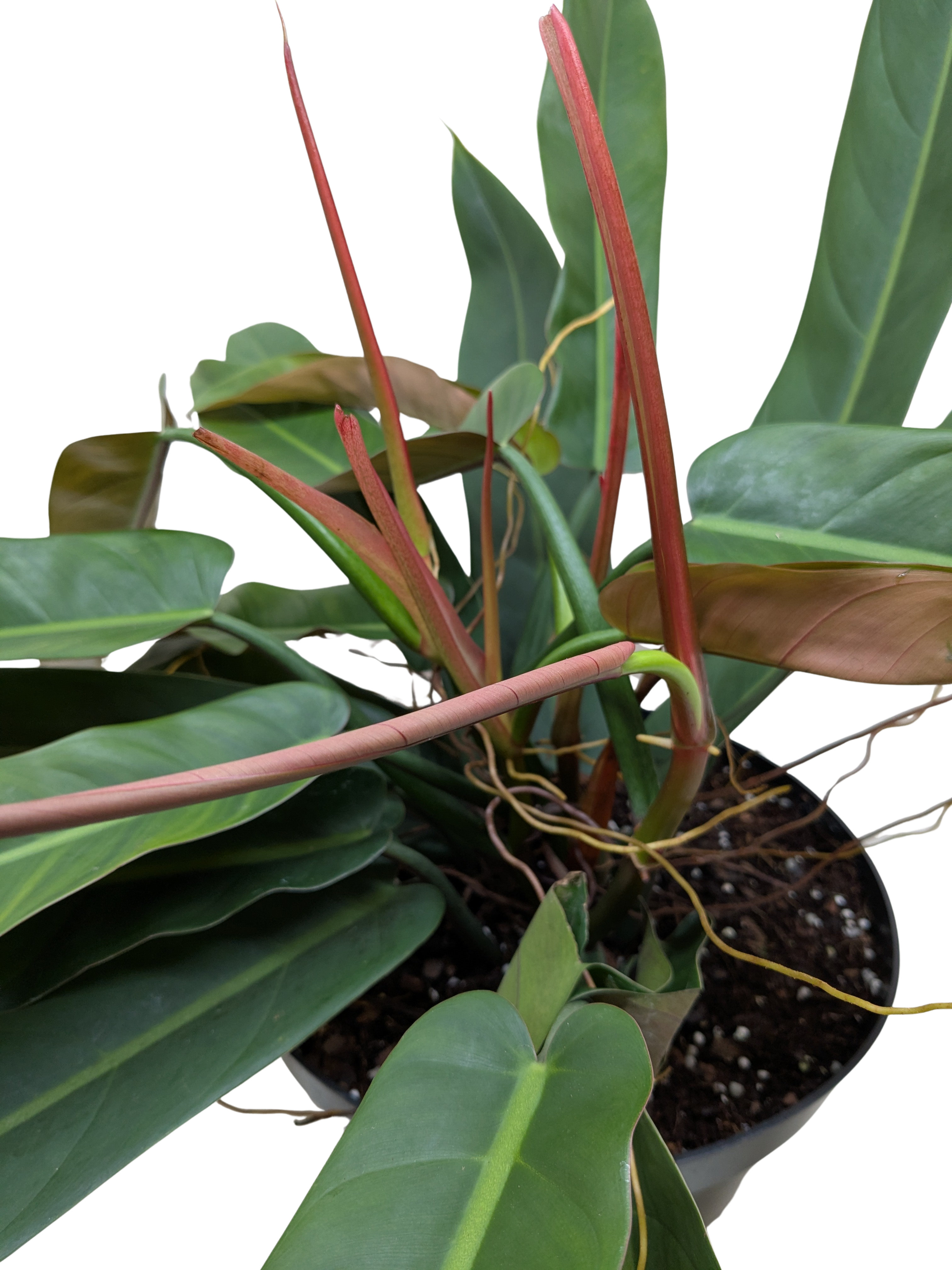 Philodendron Bicolor