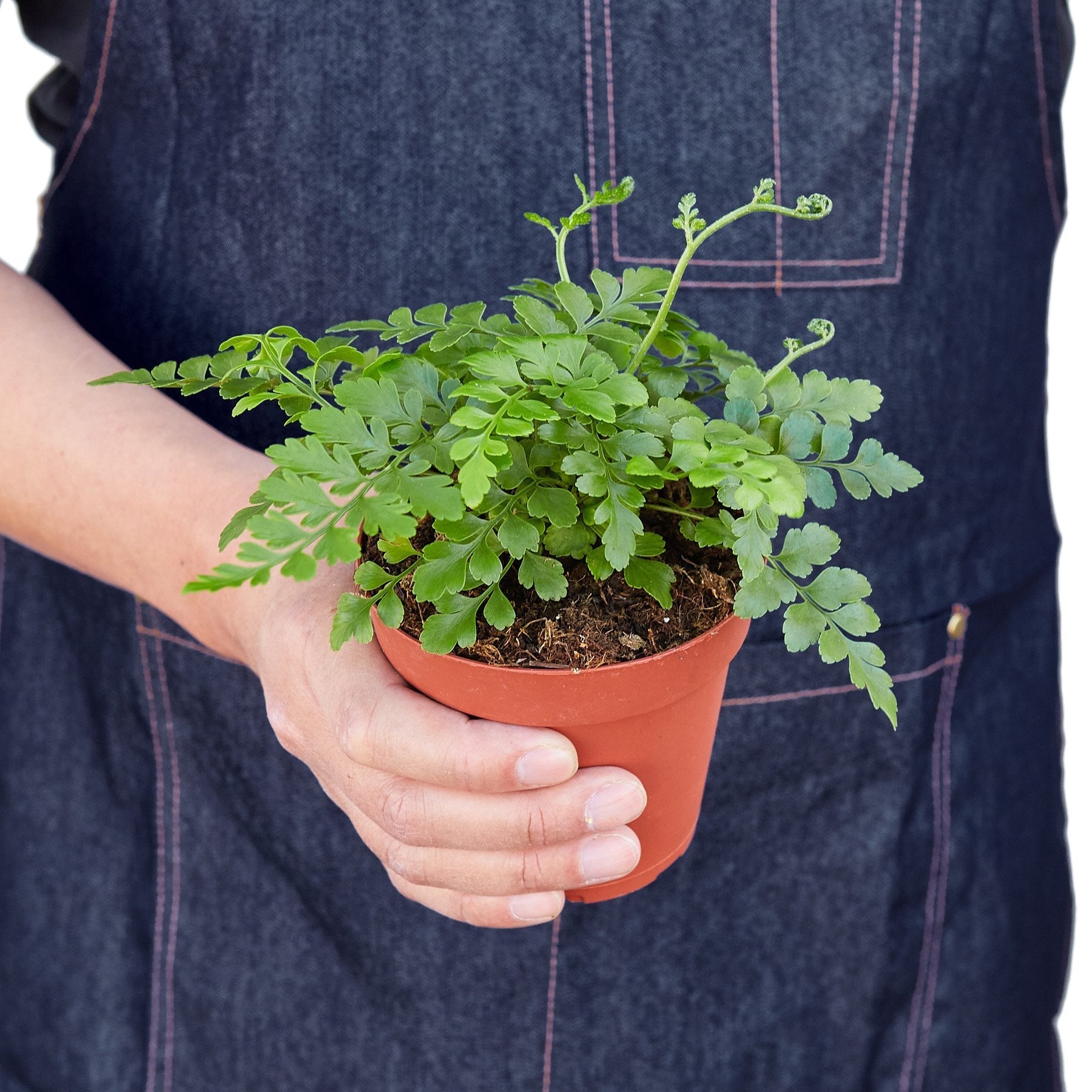 House Plant Shop Austral Gem Fern - Thumbnail 5