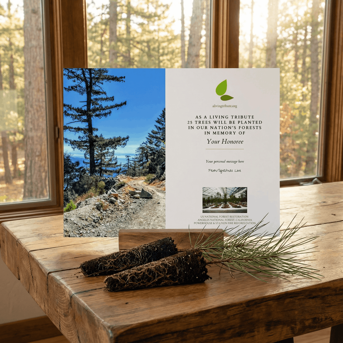 Plant a Tree in Honor or Memory in a California National Forest - A Living Tribute