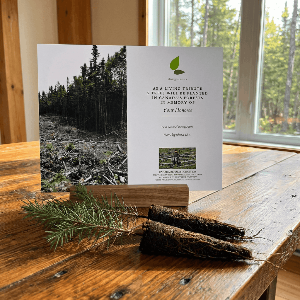 Plant a Tree in Canada with Mailed Commemorative Card