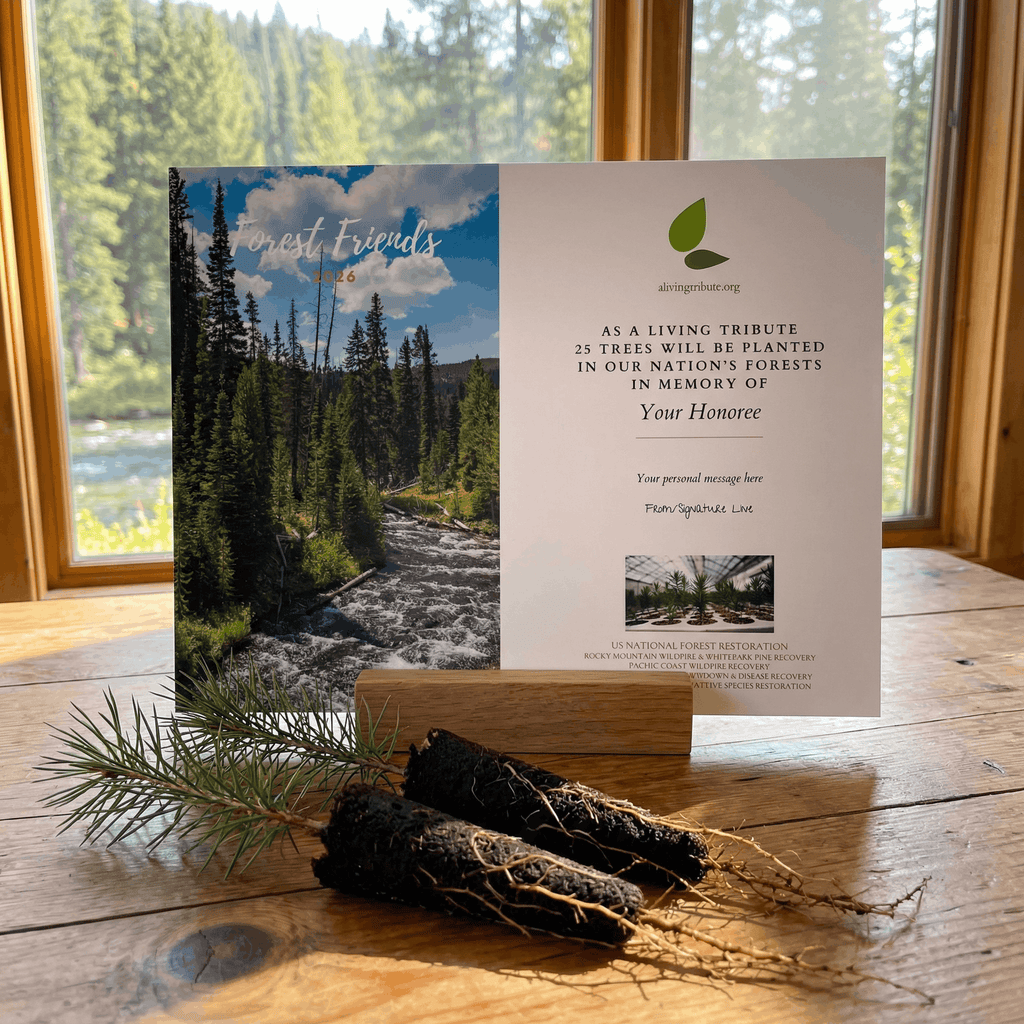 Plant a Tree For Someone in a National Forest - A Living Tribute