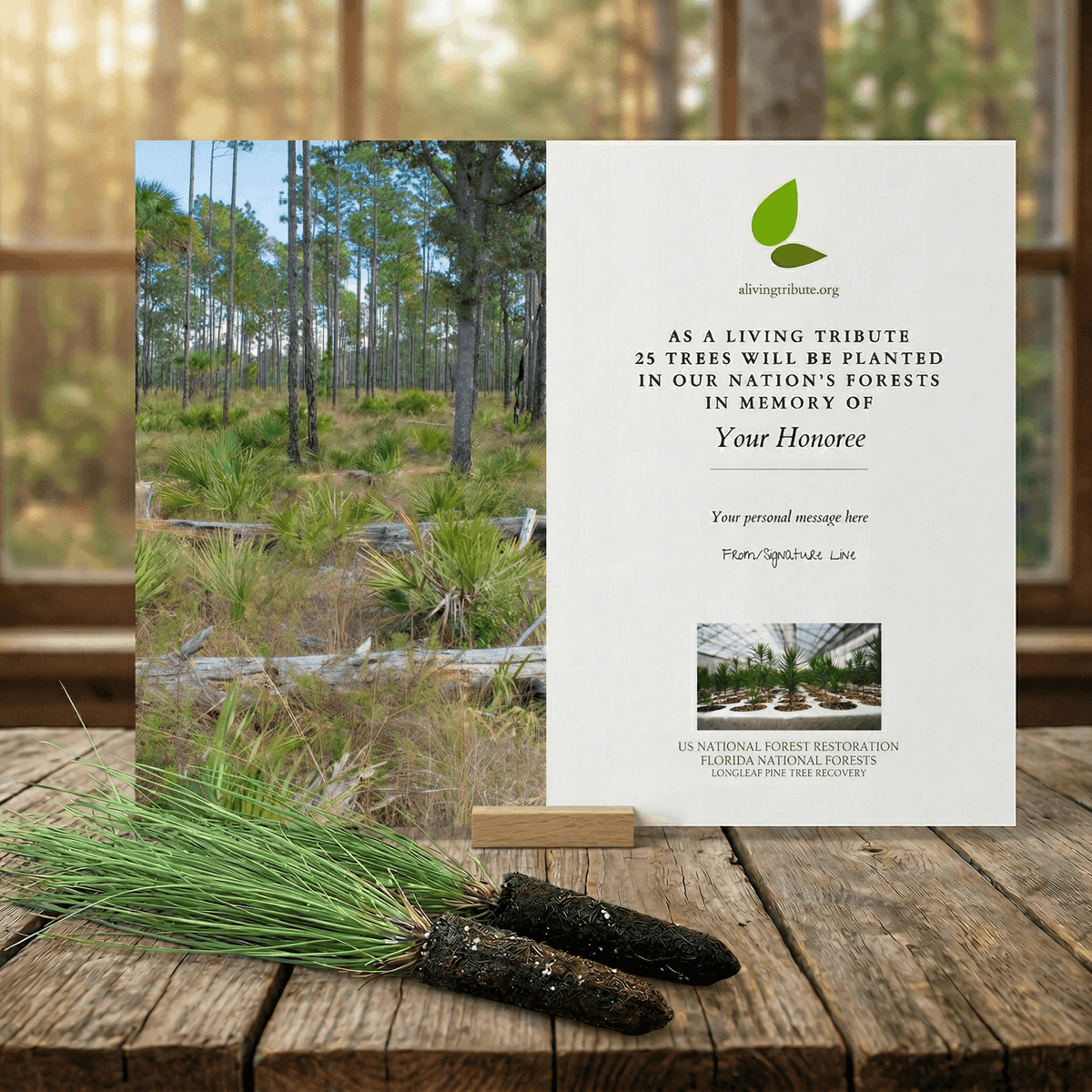 Plant a Tree in Florida - Memorial Trees & Tribute Trees