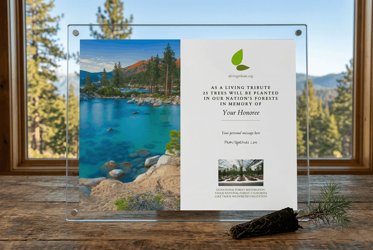 Plant-a-Tree Gift with Deluxe Glass Display Frame