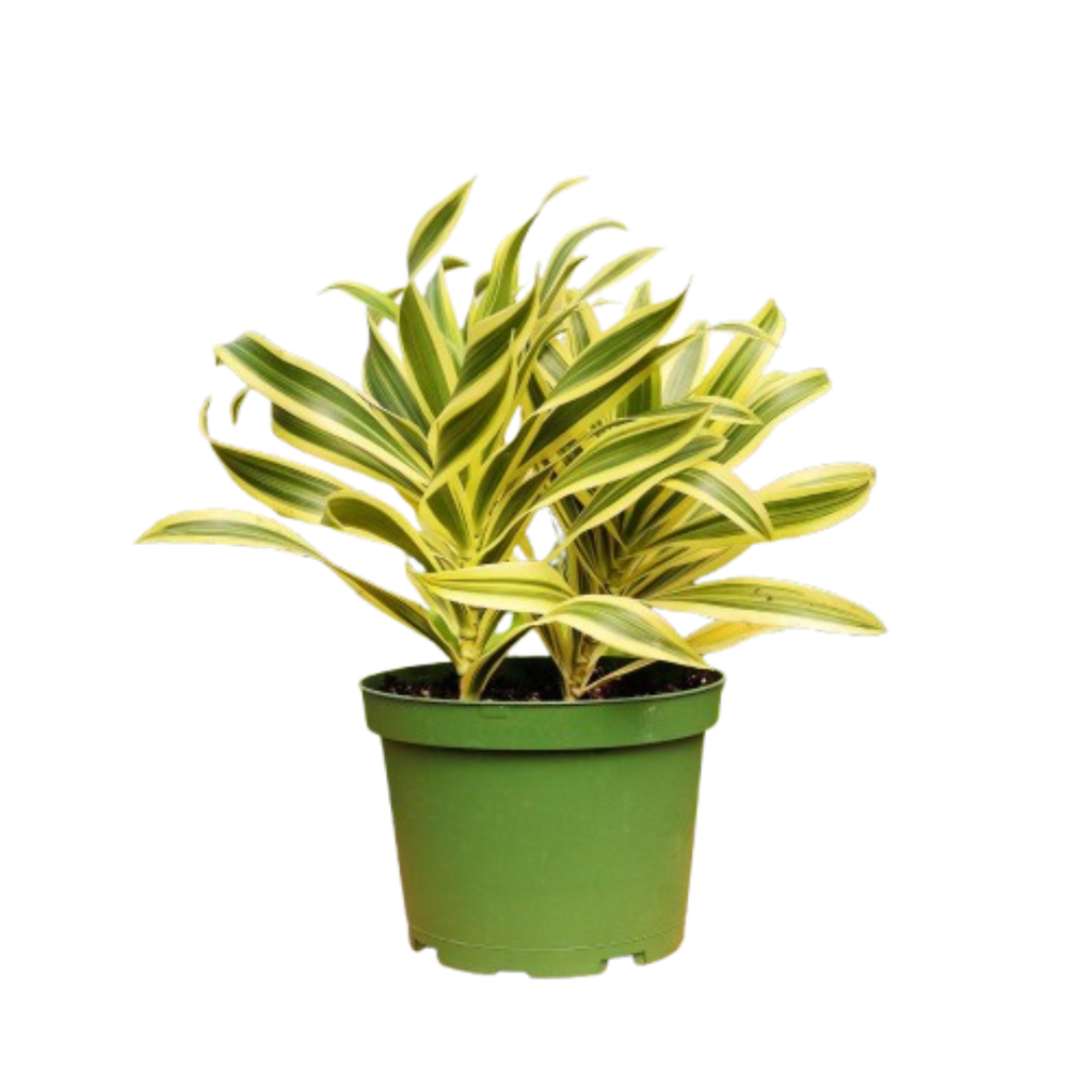 1 Mystery Plant Monthly Subscription Box