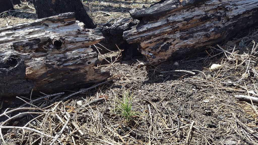 Plant a Tree for Someone & Restore a Community - A Living Tribute