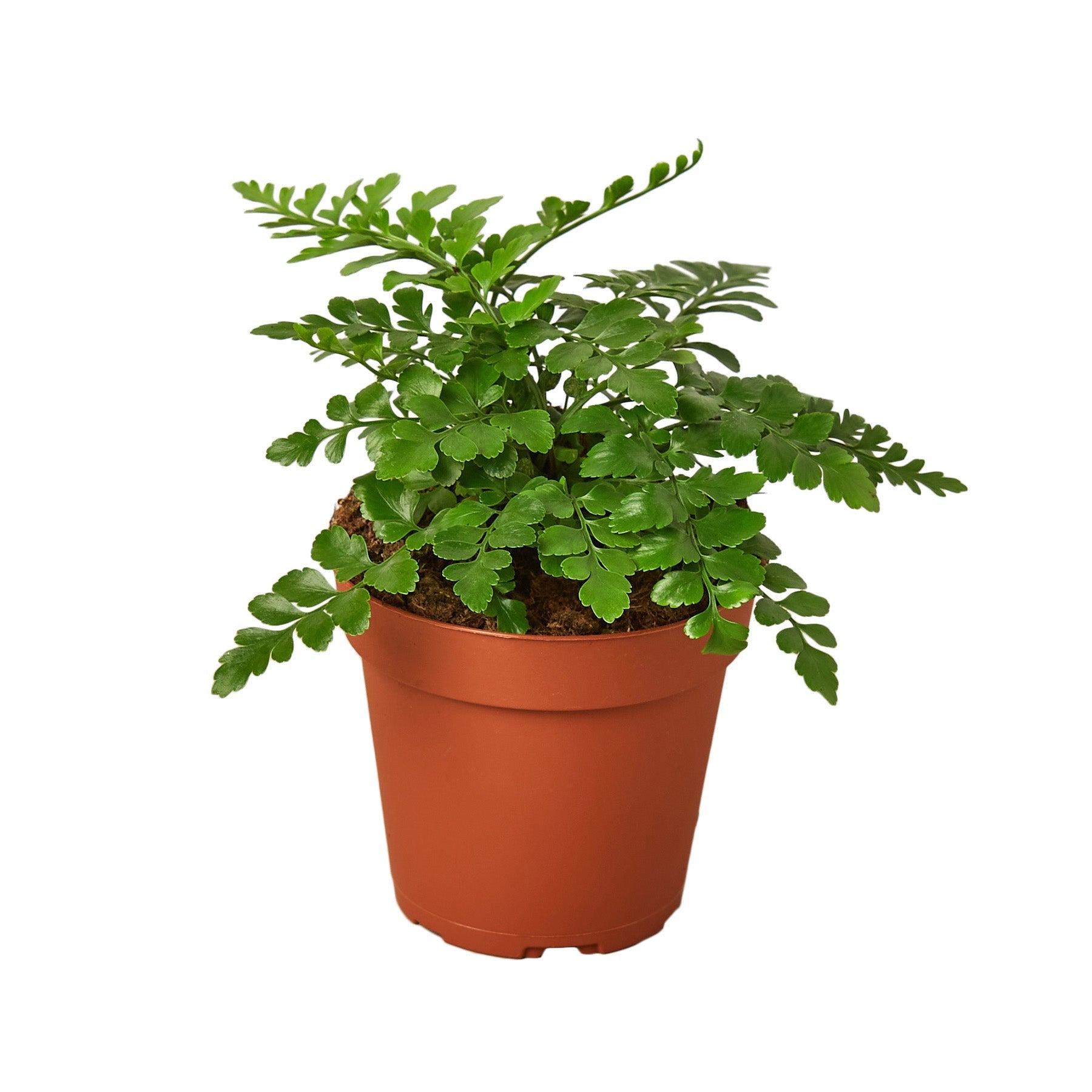 House Plant Shop Austral Gem Fern - Thumbnail 2