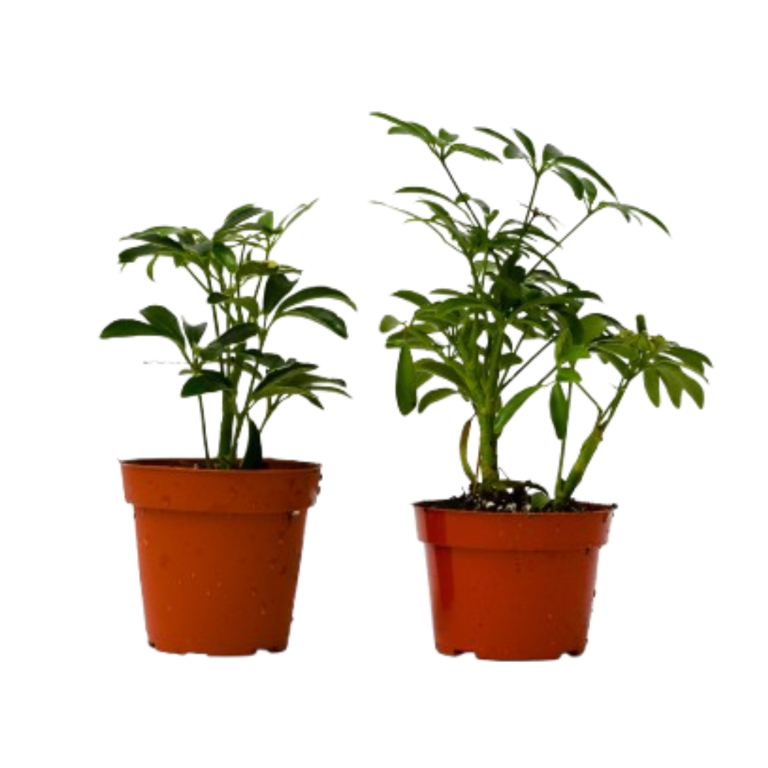 2 Different Schefflera Plants Variety Pack - 4" Pot