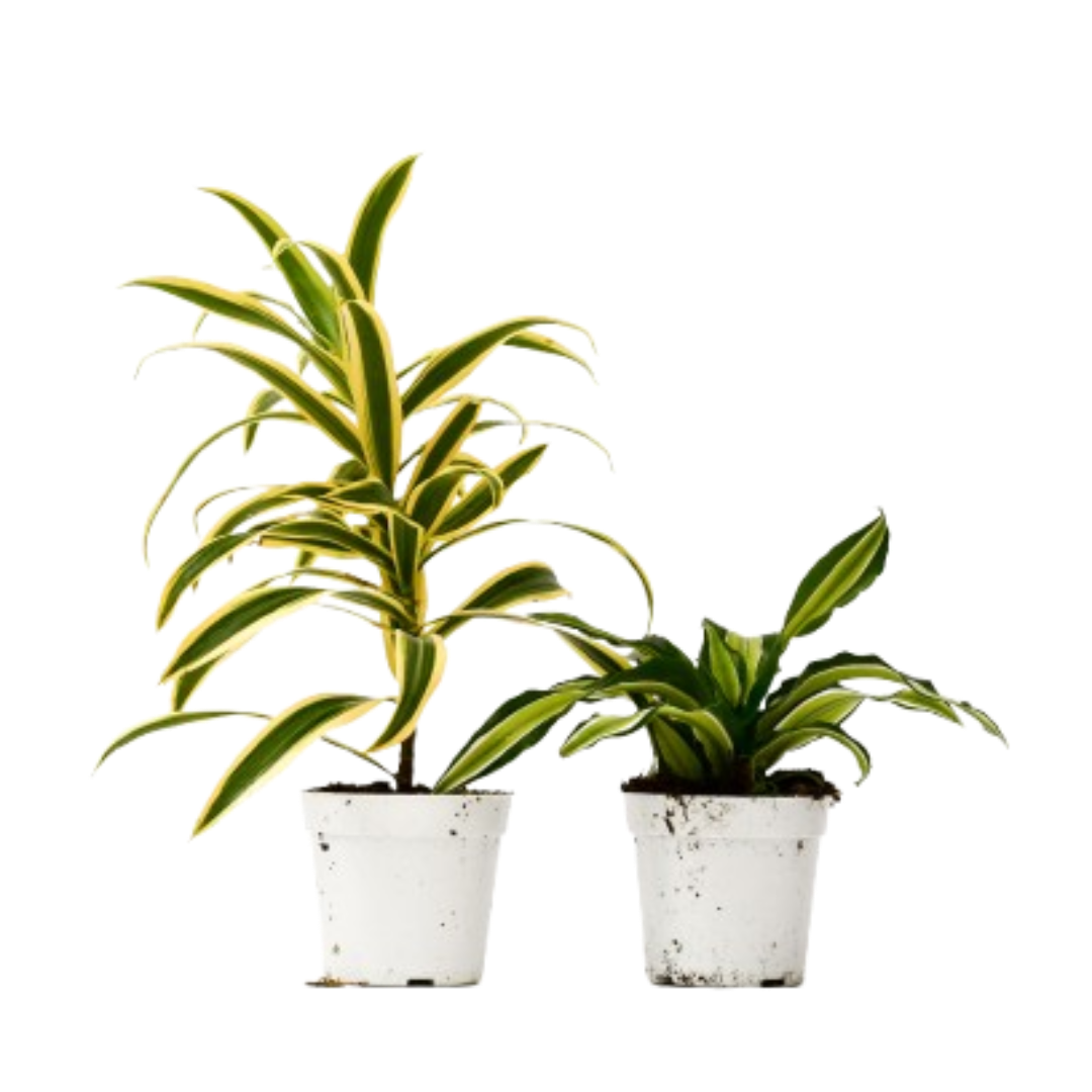 2 Dracaena Variety Pack - 4" Pot