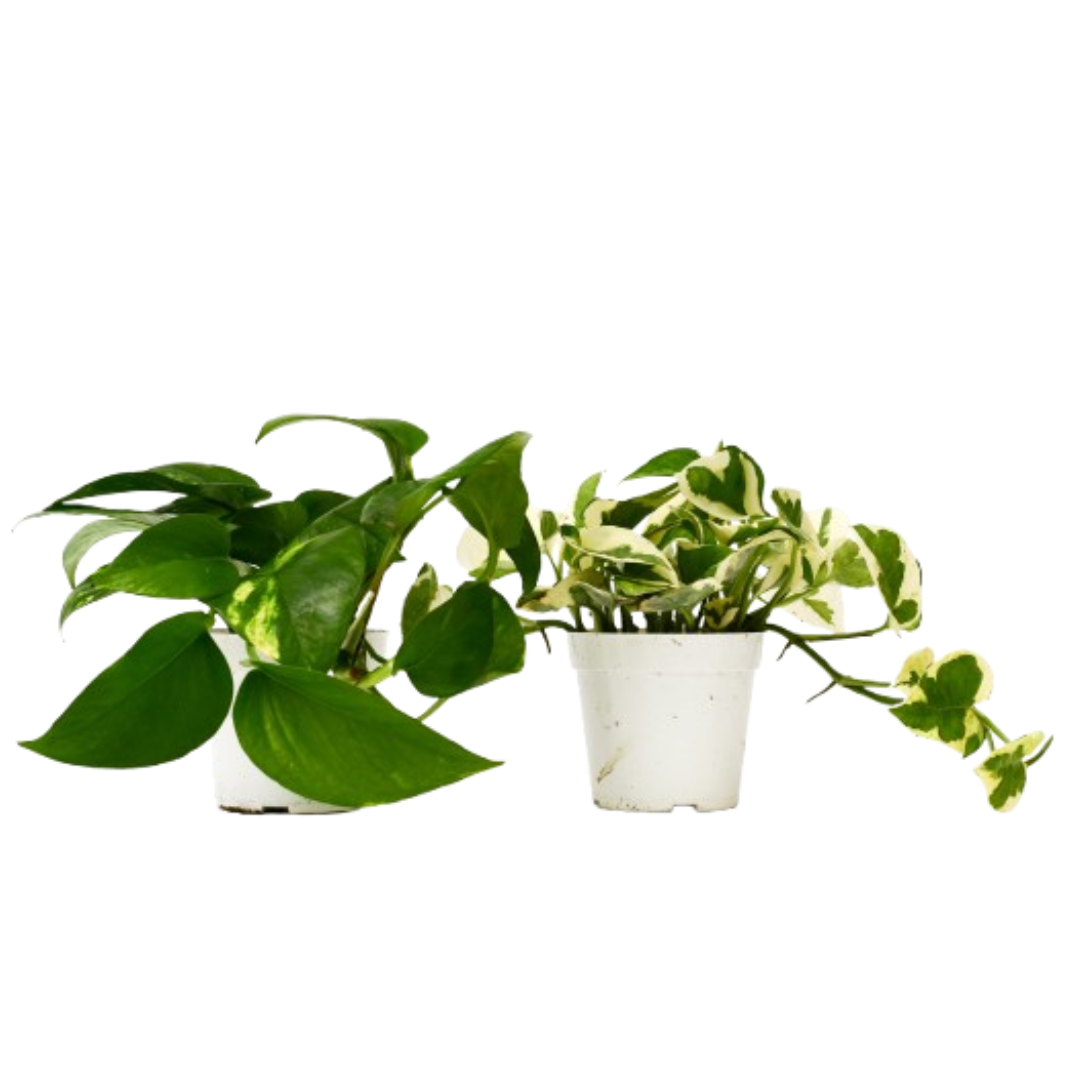 pothos varietà 2 Pothos Variety Pack - 4" Pot