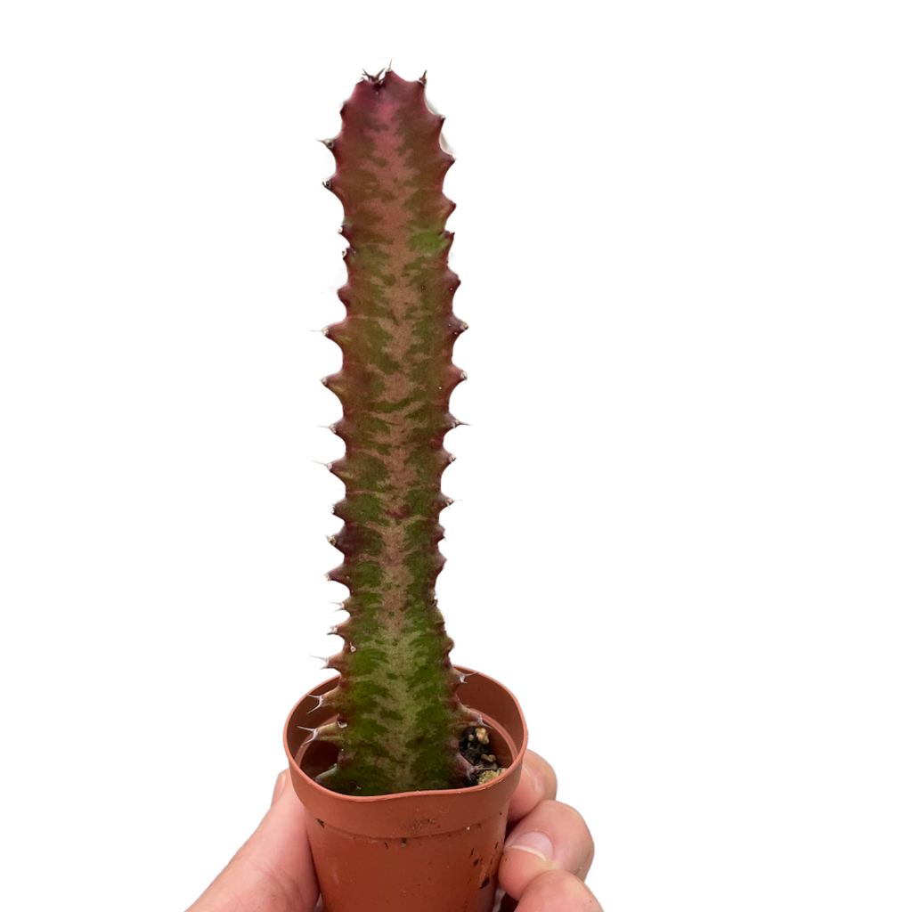 Succulent Euphorbia 'Trigona Rubra'