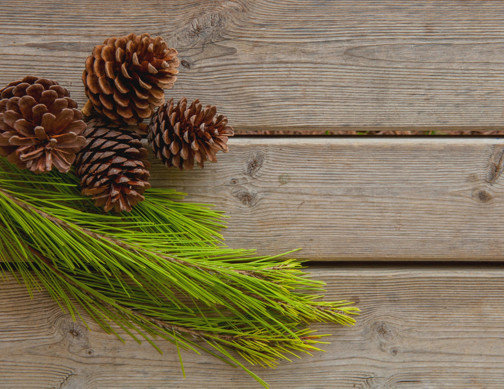 Plant a Tree Holiday Card 2026