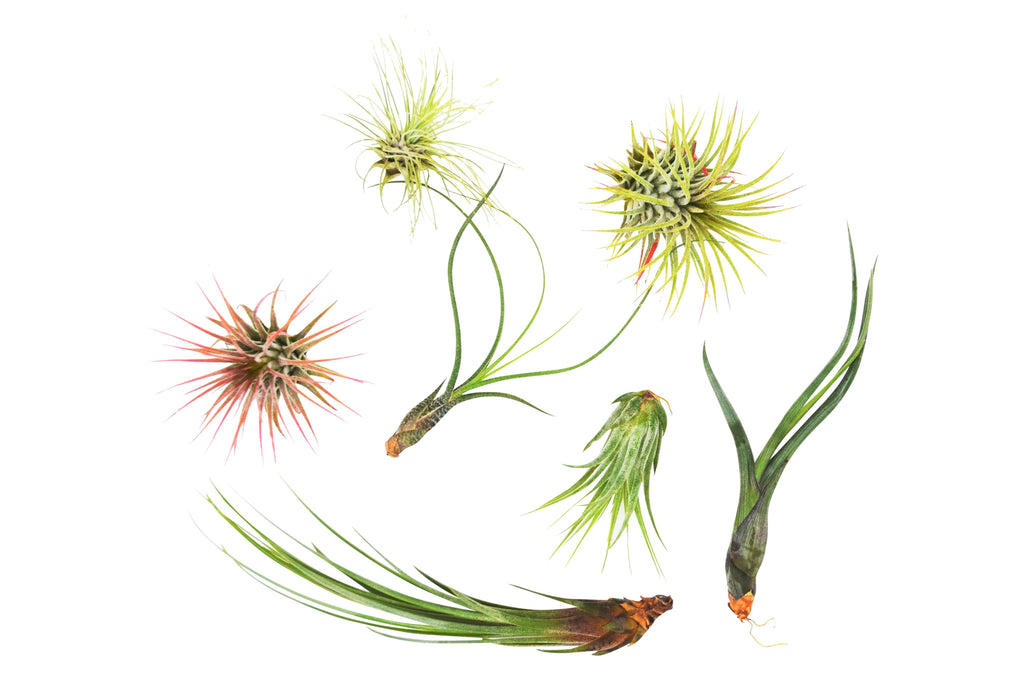 7 Air Plant Variety Pack - Tillandsias - House Plant Shop