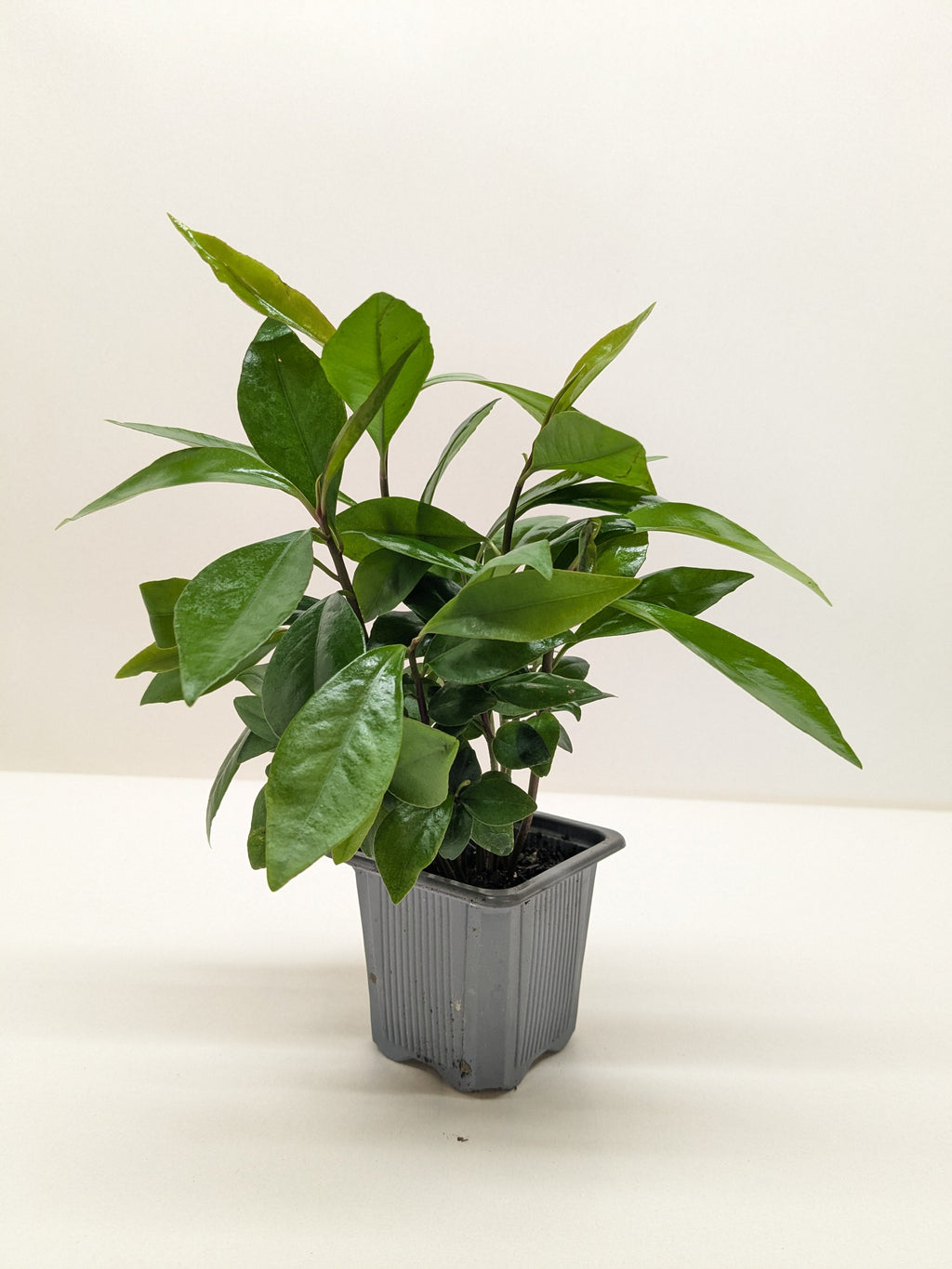 Ardisia 'Red' - House Plant Shop
