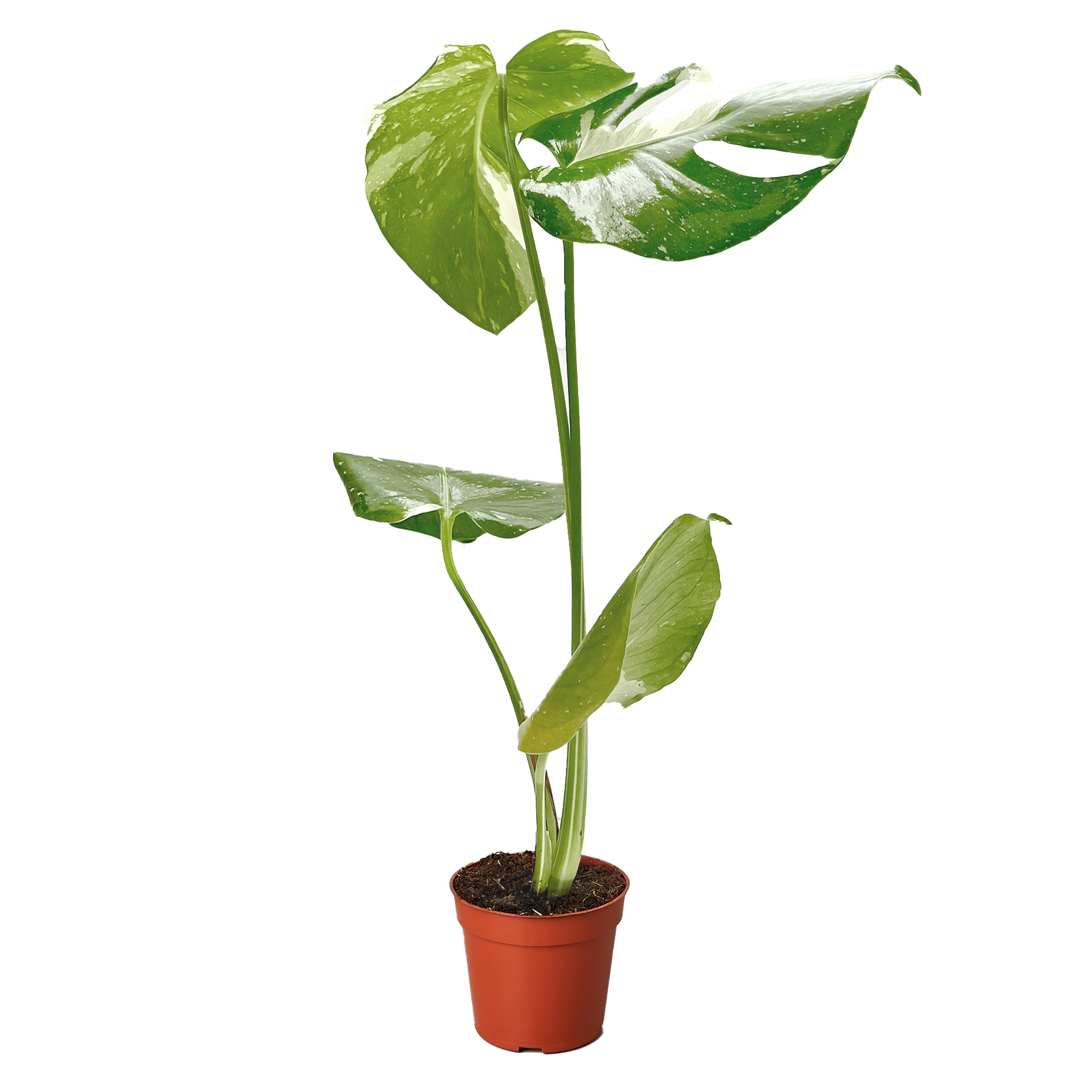 Monstera 'Thai Constellation'