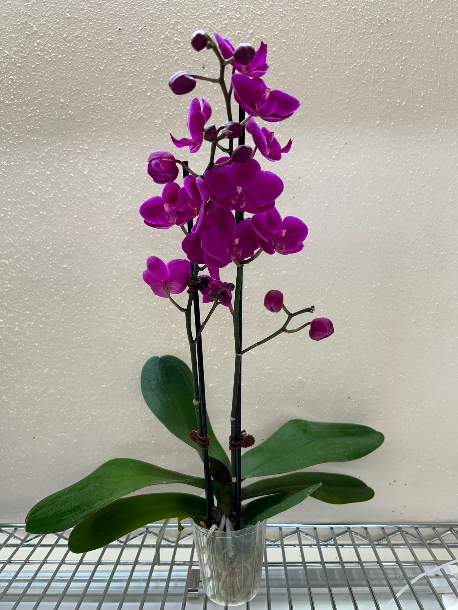 Orchid 'Purple Phalaenopsis' - House Plant Shop