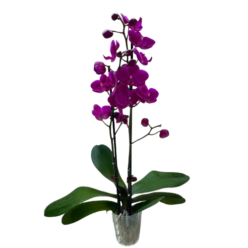 Orchid 'Purple Phalaenopsis' - House Plant Shop