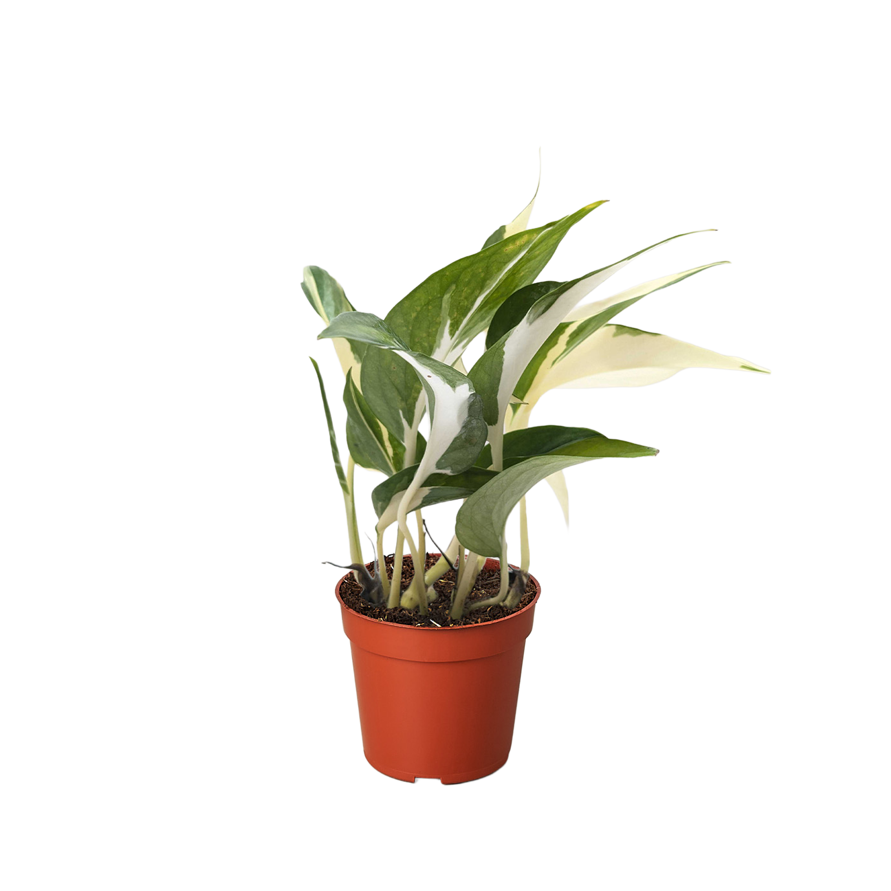 Pothos 'Mutant Manjula' - House Plant Shop