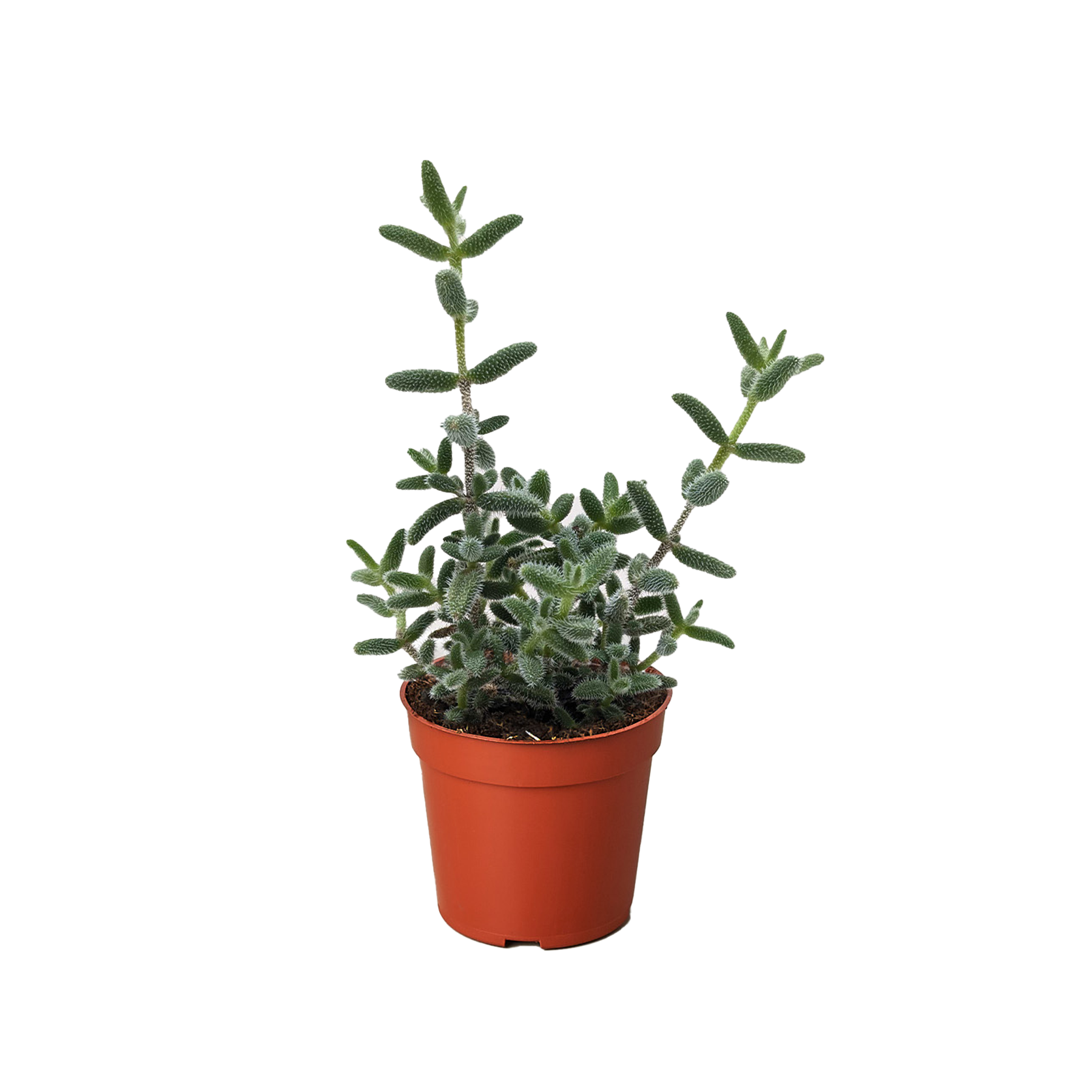 Delosperma echinatum 'Pickle Plant'