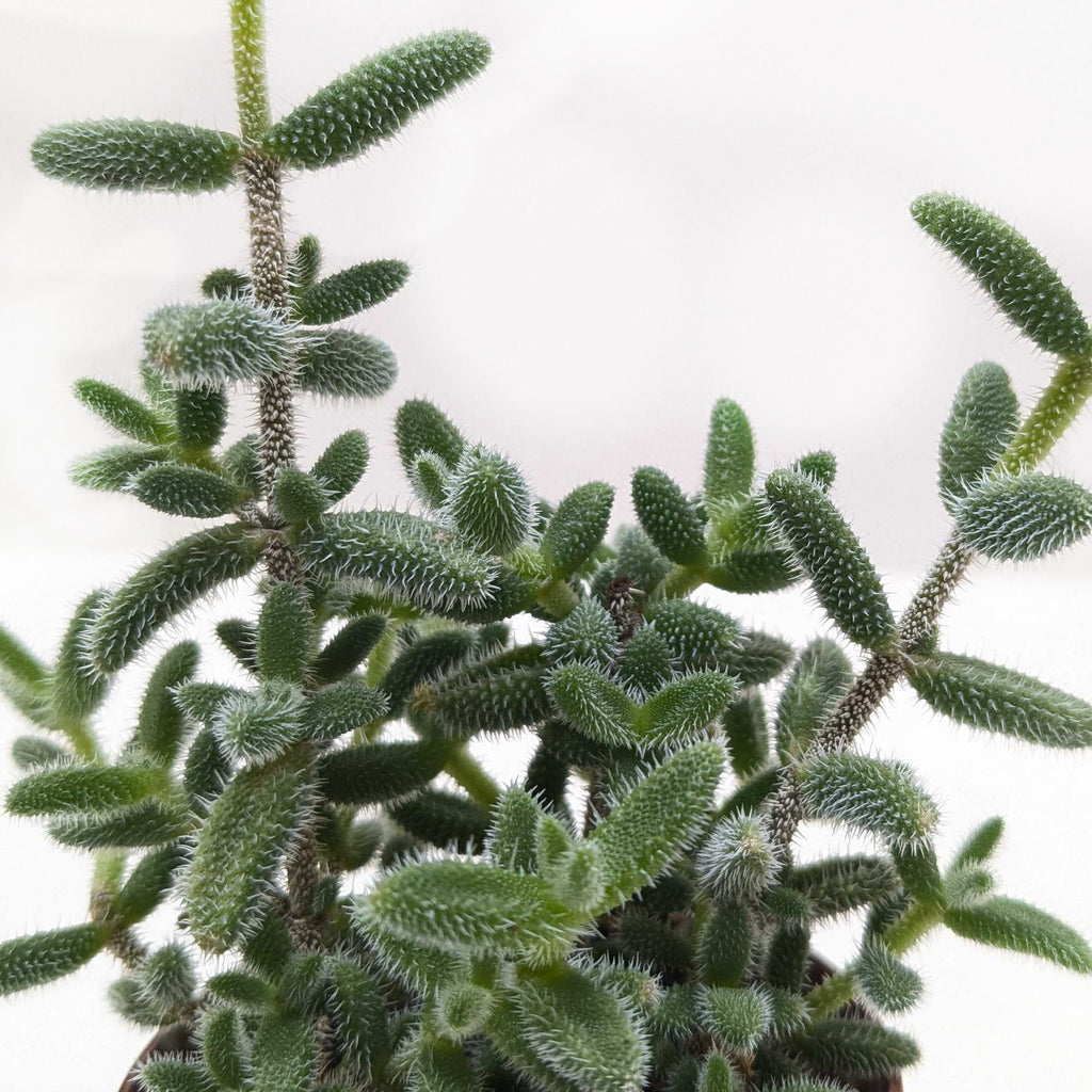 Delosperma echinatum 'Pickle Plant'