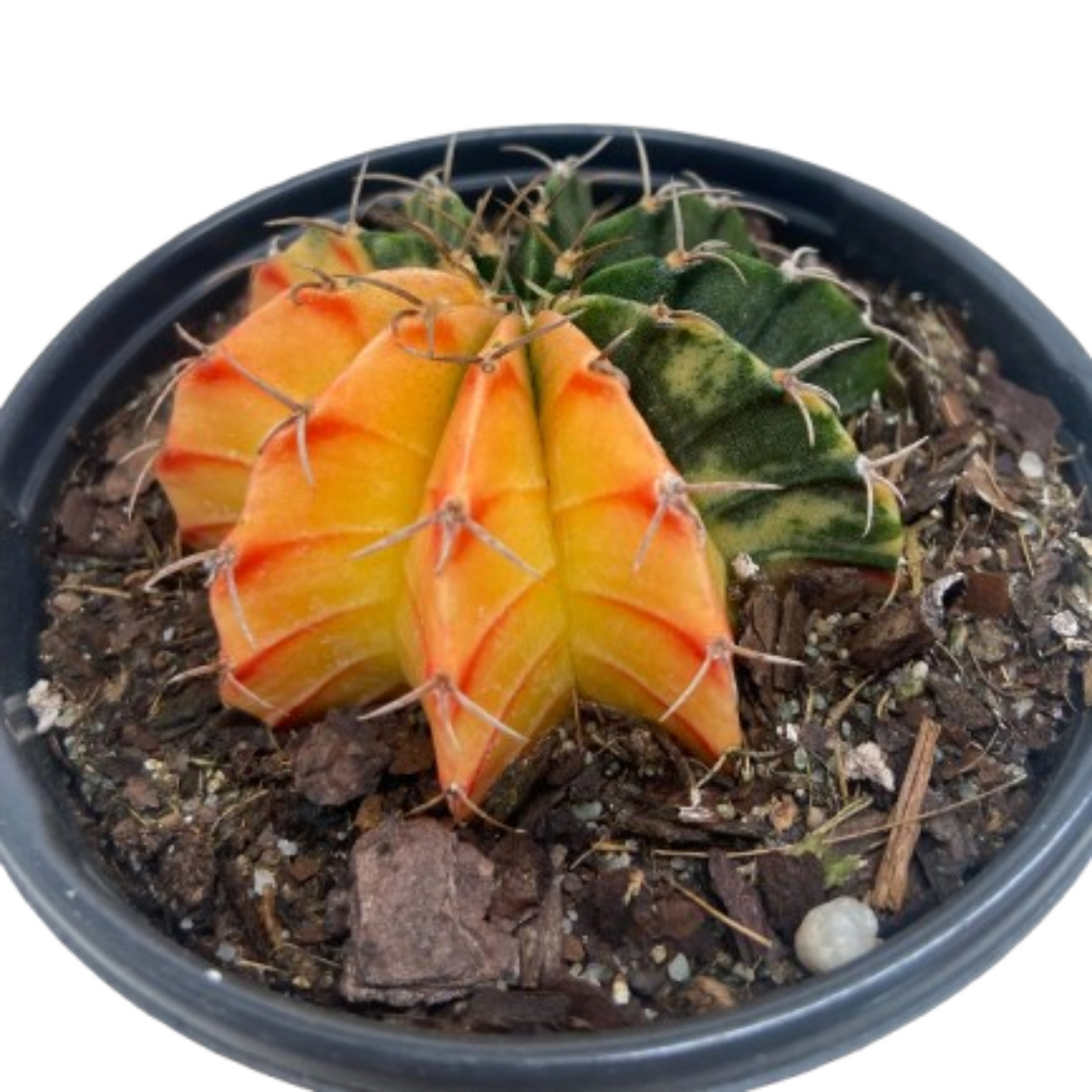 Succulent Cactus Color Ball