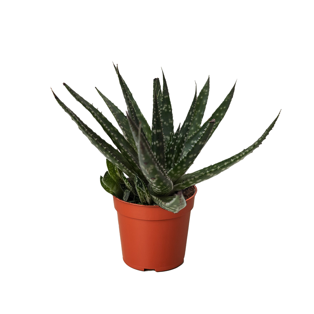 Succulent Haworthia Limifolia