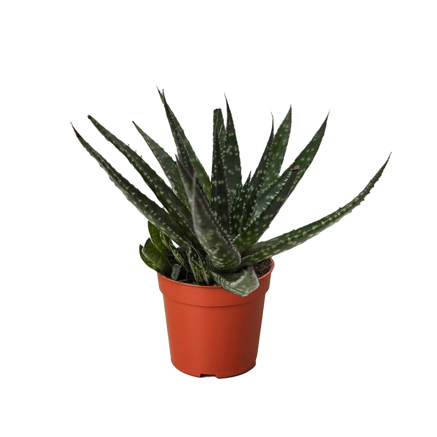 Succulent Haworthia Limifolia