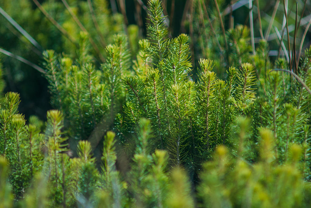 Pet Loss Memorial Tree Gift - Plant a Tree in Memory in a National Forest & Send a Personalized Card