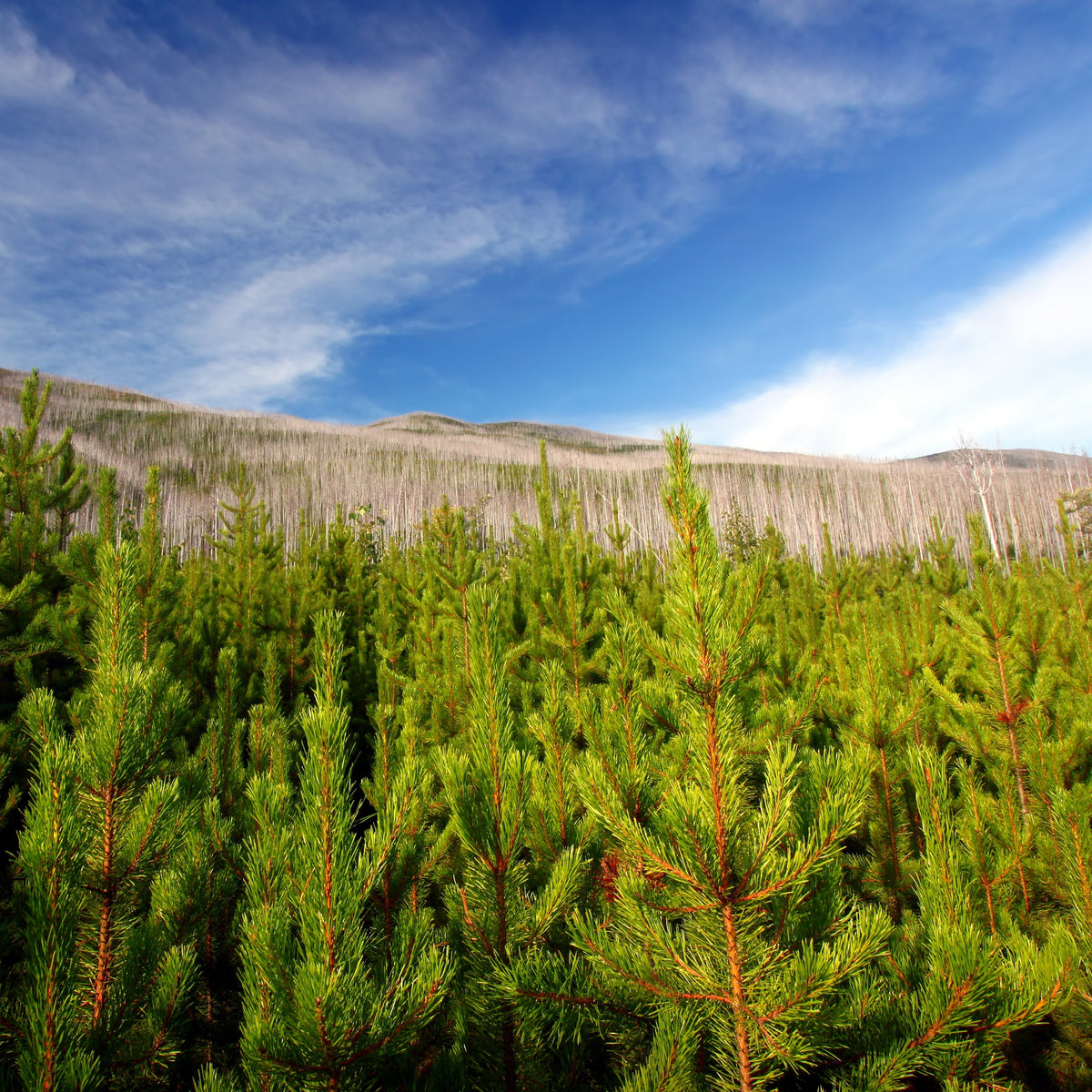 Send a Reforestation Sympathy Card - A Living Tribute®