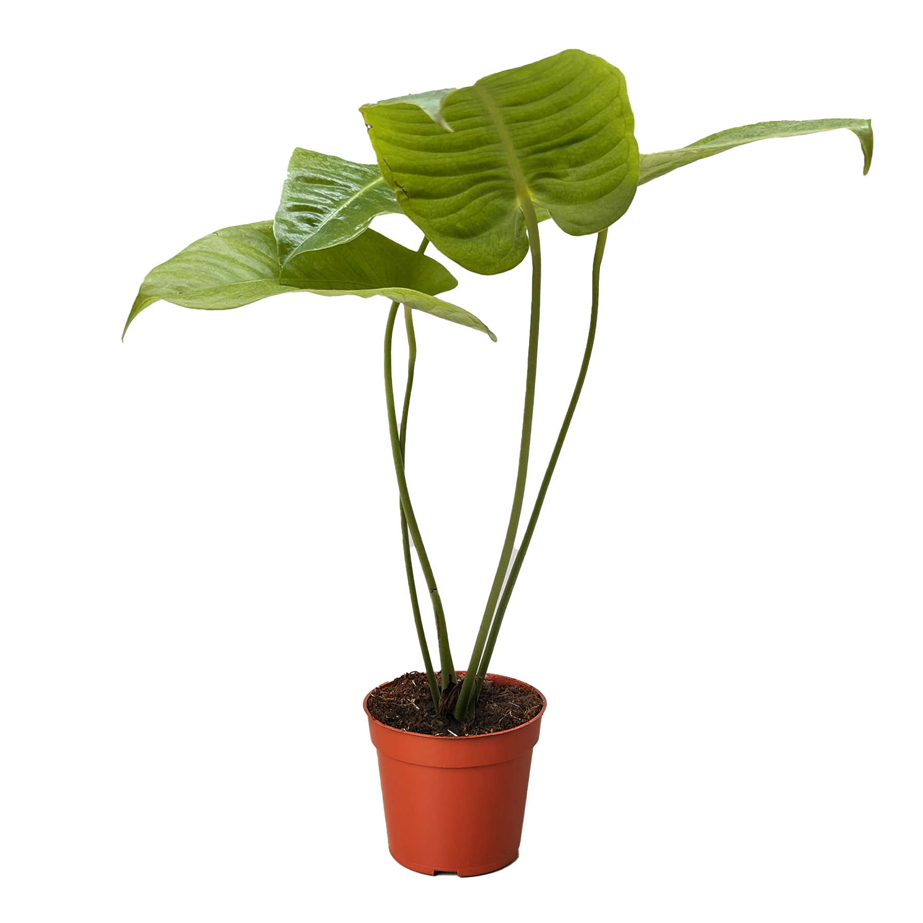 Anthurium 'Veitchii'