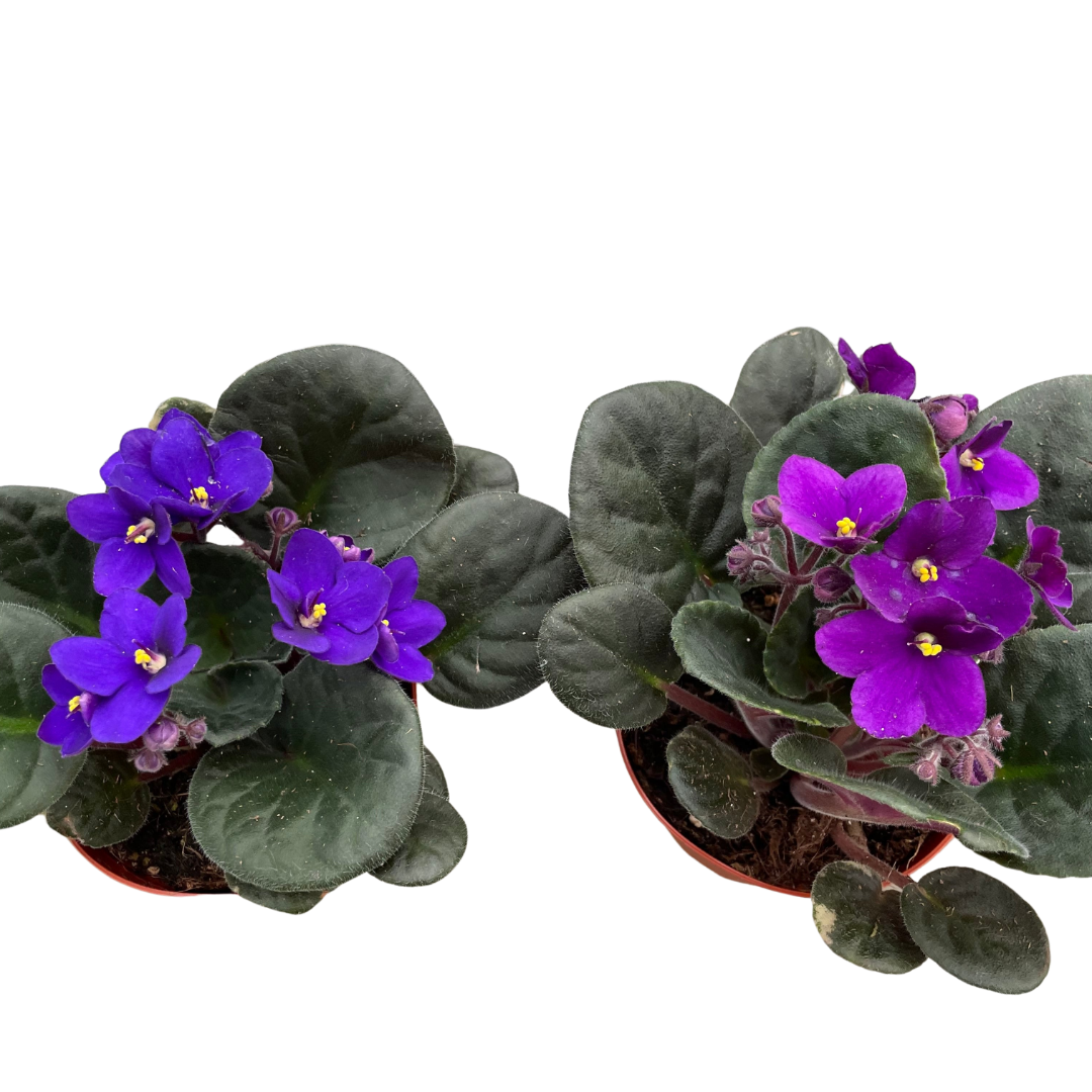 African Violet