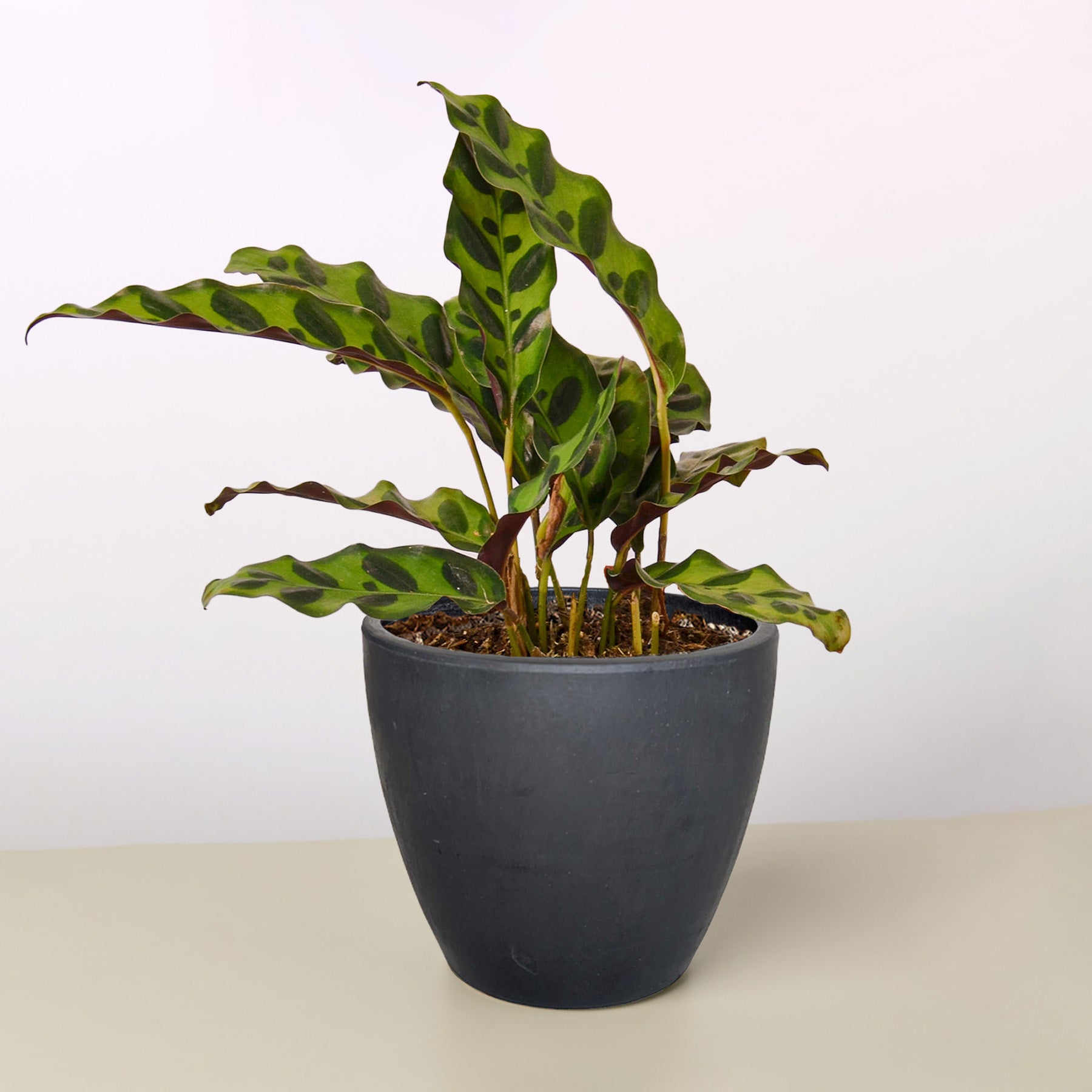 Calathea Lancifolia 'Rattlesnake'