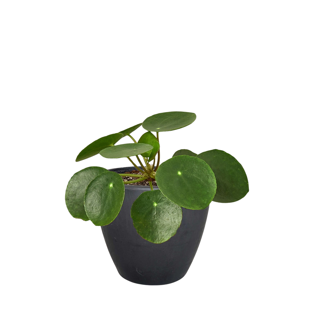 Pilea Peperomioides 'Chinese Money'